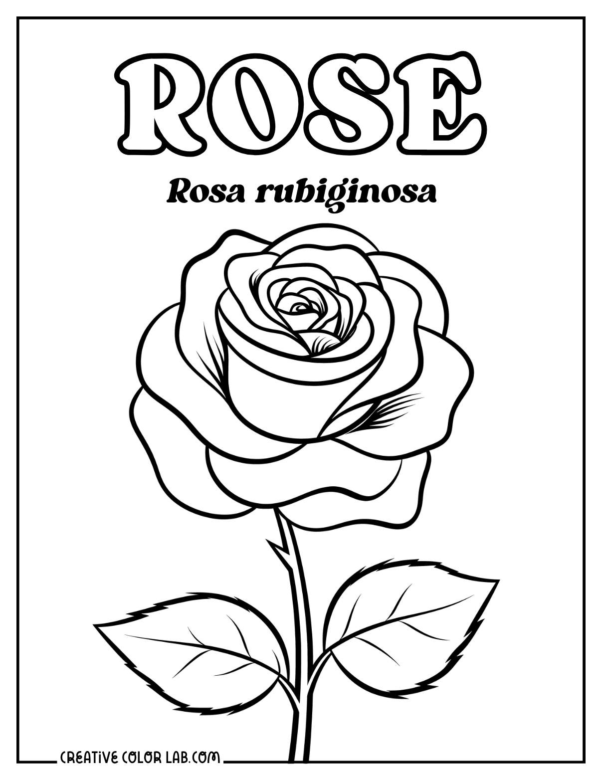 Rose scientific name "Rosa rubiginosa" picture to color in.