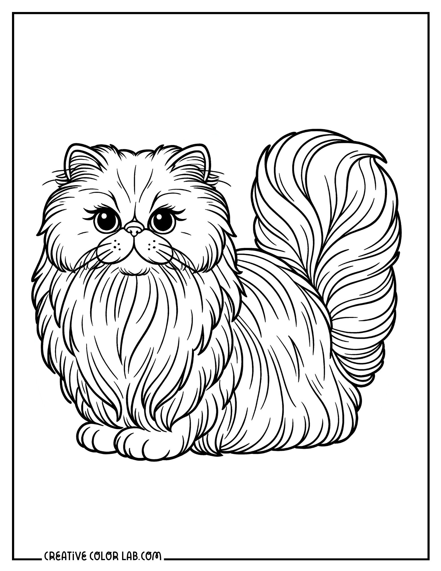 British long hair cat printable coloring sheet.