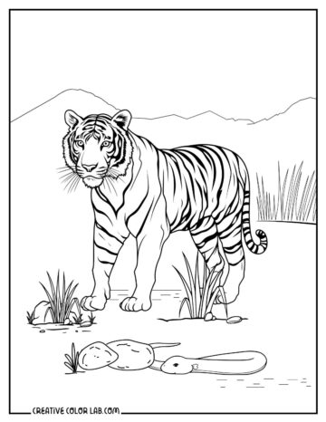 Tiger Coloring Pages | Free PDF Downloads