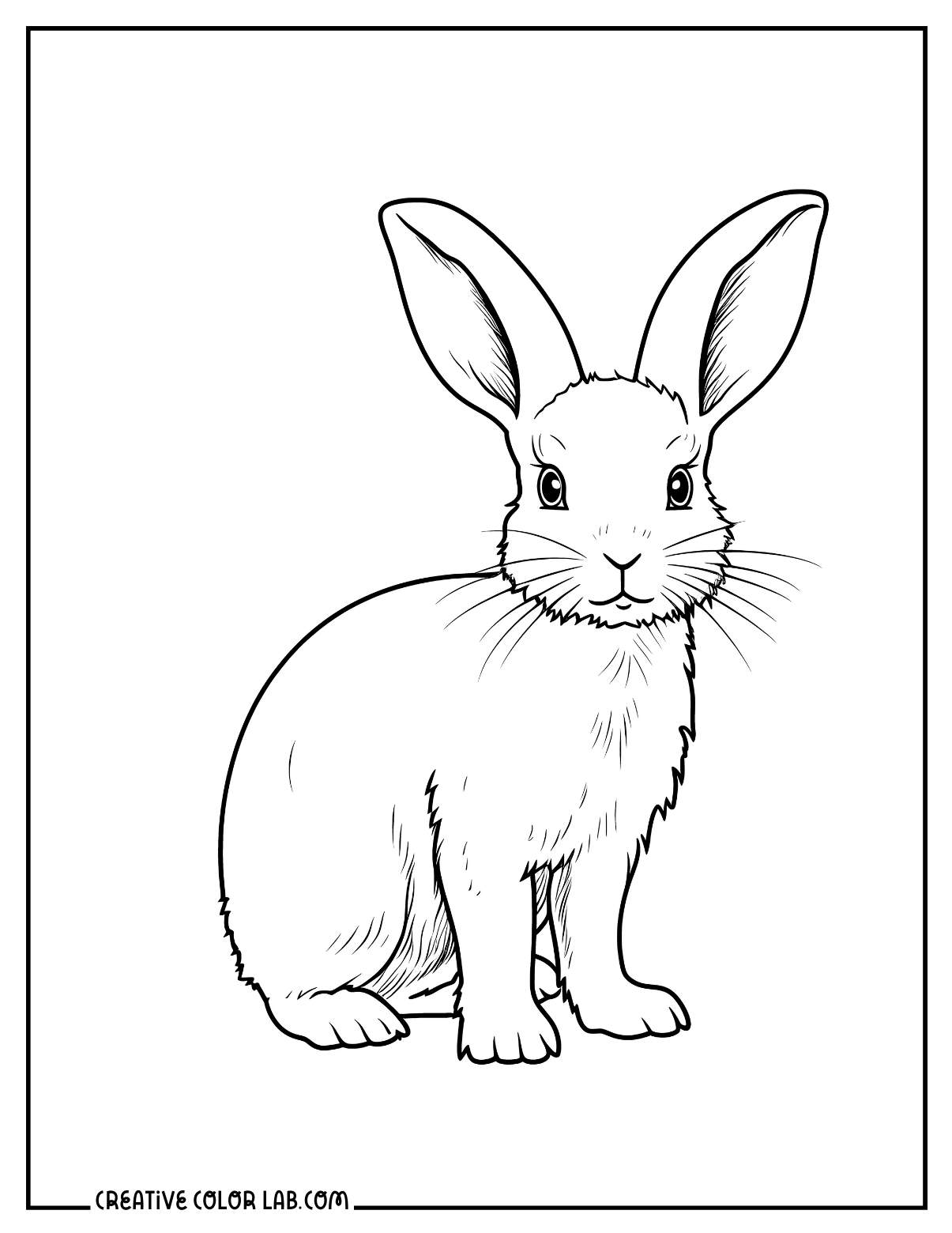 Realistic cottontail rabbit coloring sheet.