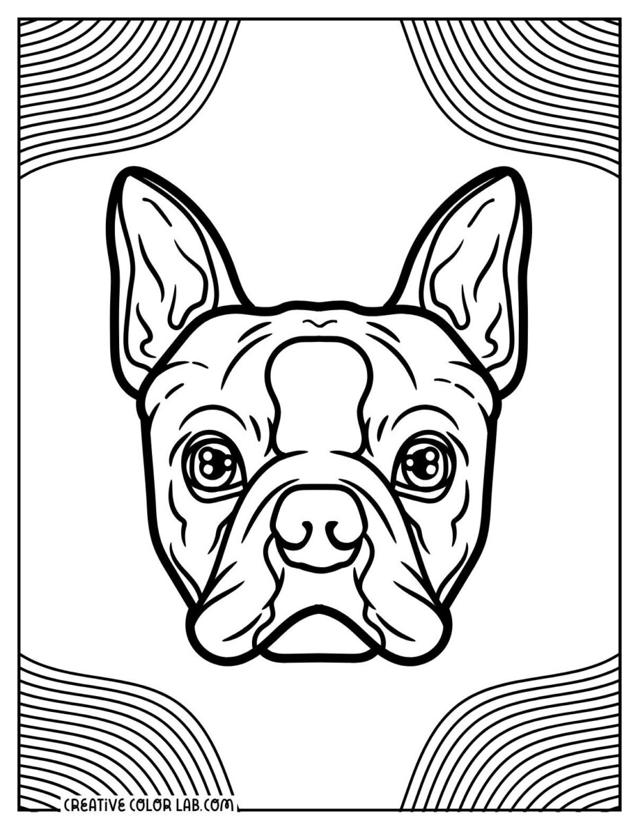 10 Boston Terrier Coloring Pages | Free PDF Printables