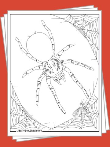 Free printable coloring pages of a tarantula.