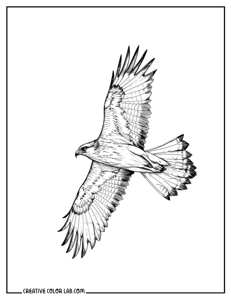 25 Bird Coloring Pages | Free PDF Printables