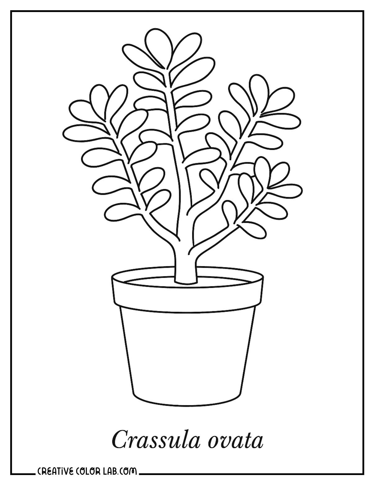 A crassula ovata jade plant picture to color.