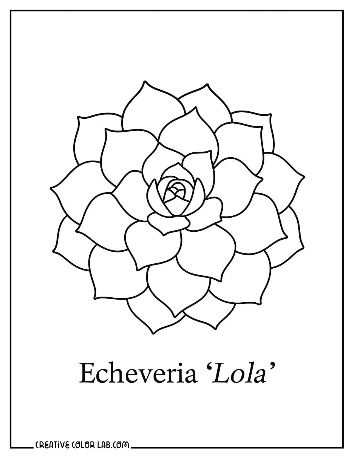 Echeveria lola botanical plant coloring sheet.