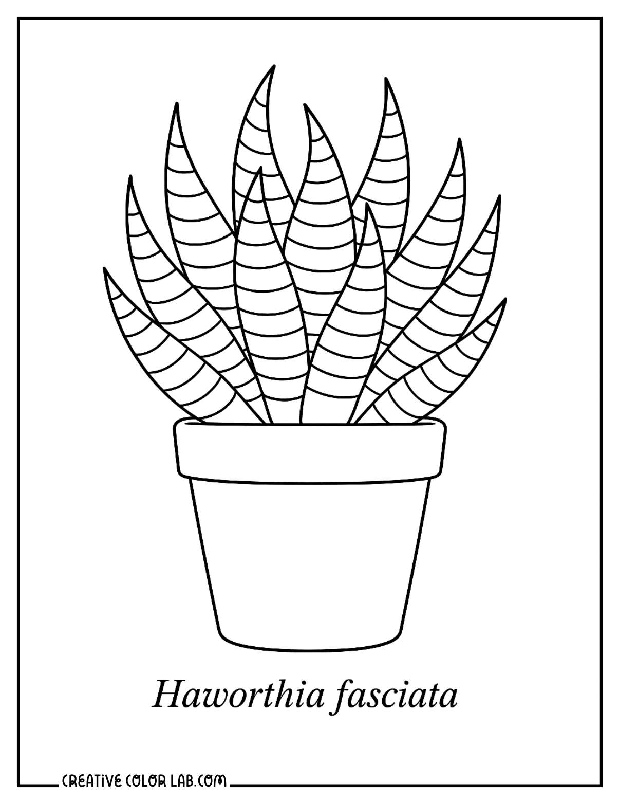 A haworthia zebra plant botanical image to color.