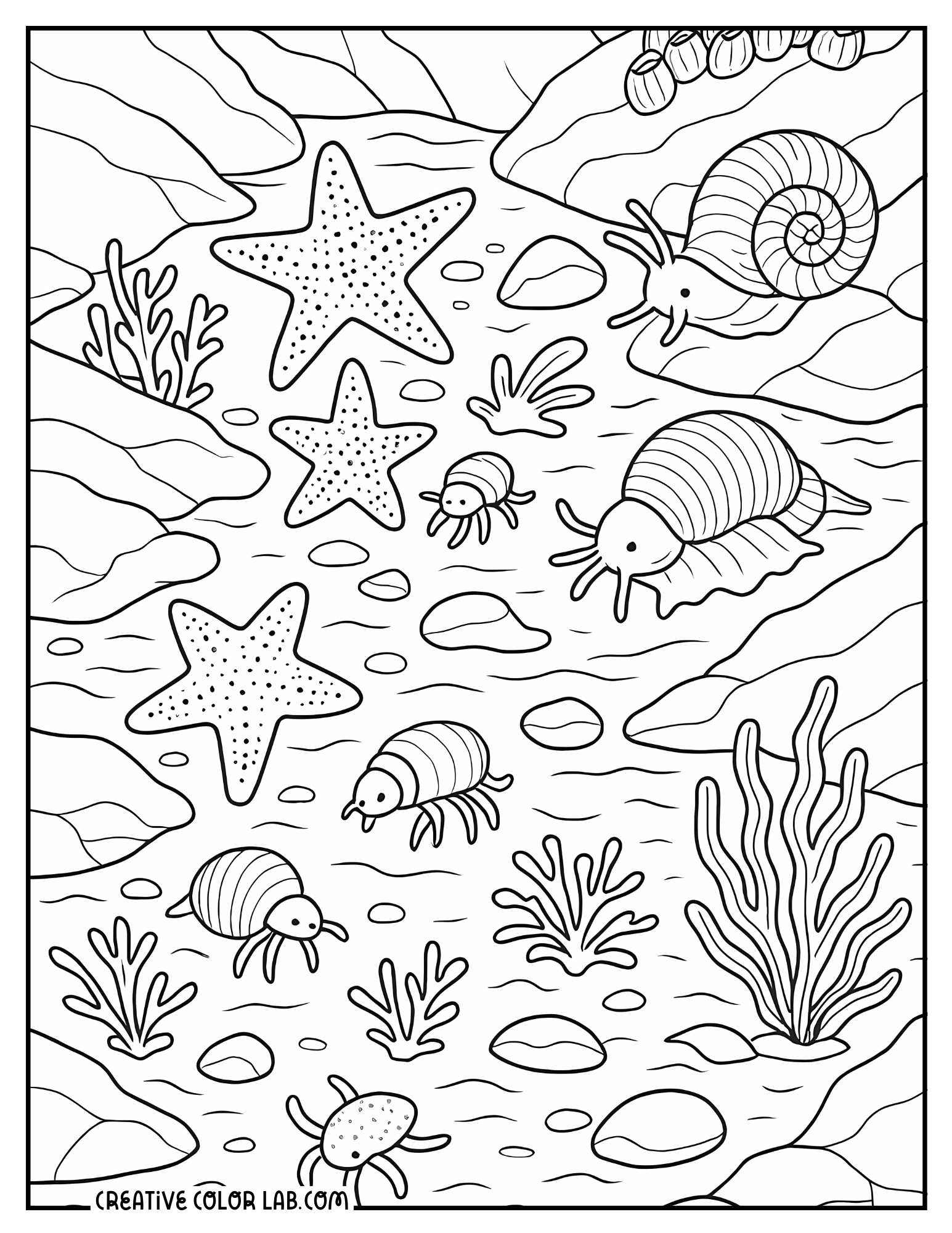 Tide pool creatures line art to color.