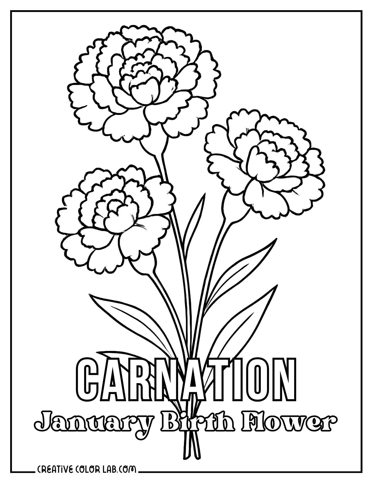 Carnation as January birth flower line art to color in.